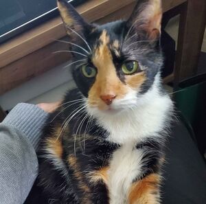 Meet your Posher, Miranda